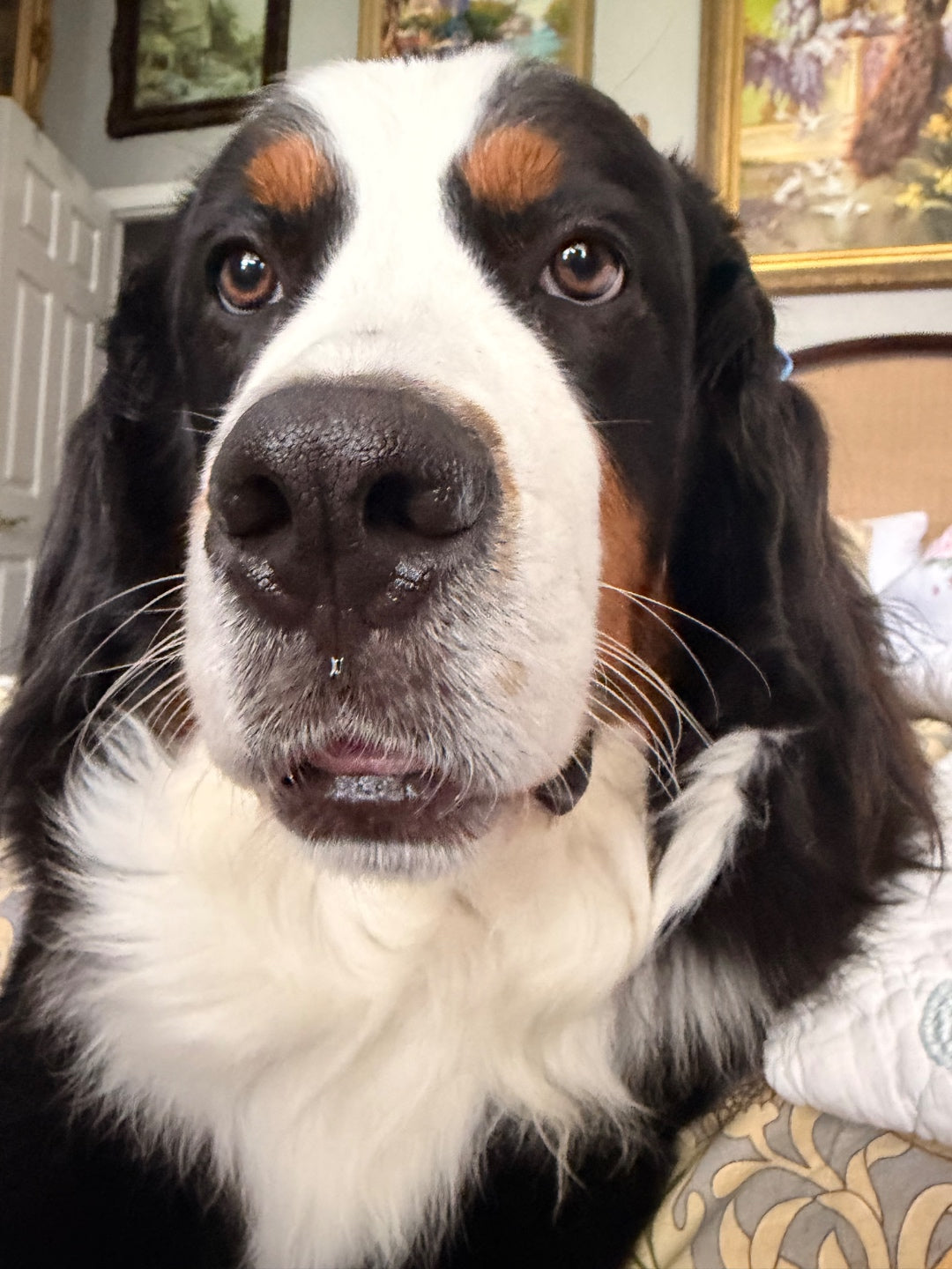 10 Things Every Bernese Mountain Dog Lover Already Knows