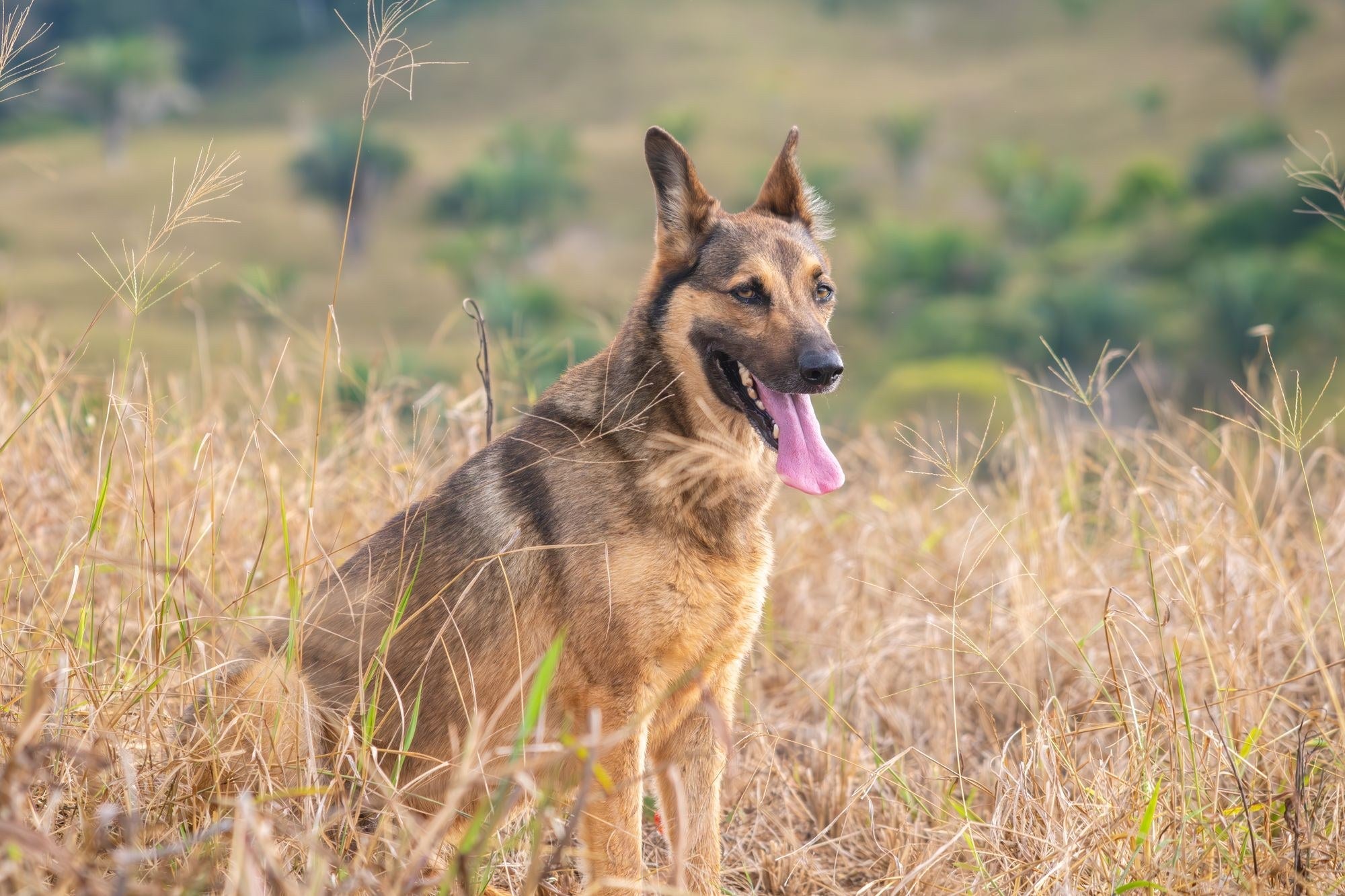 10 Things Every German Shepherd Owner Knows By Heart