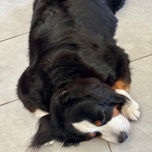 Belle the Bernese Mountain Dog napping on the floor, Chief Inspiration Officer at Breed & Thread